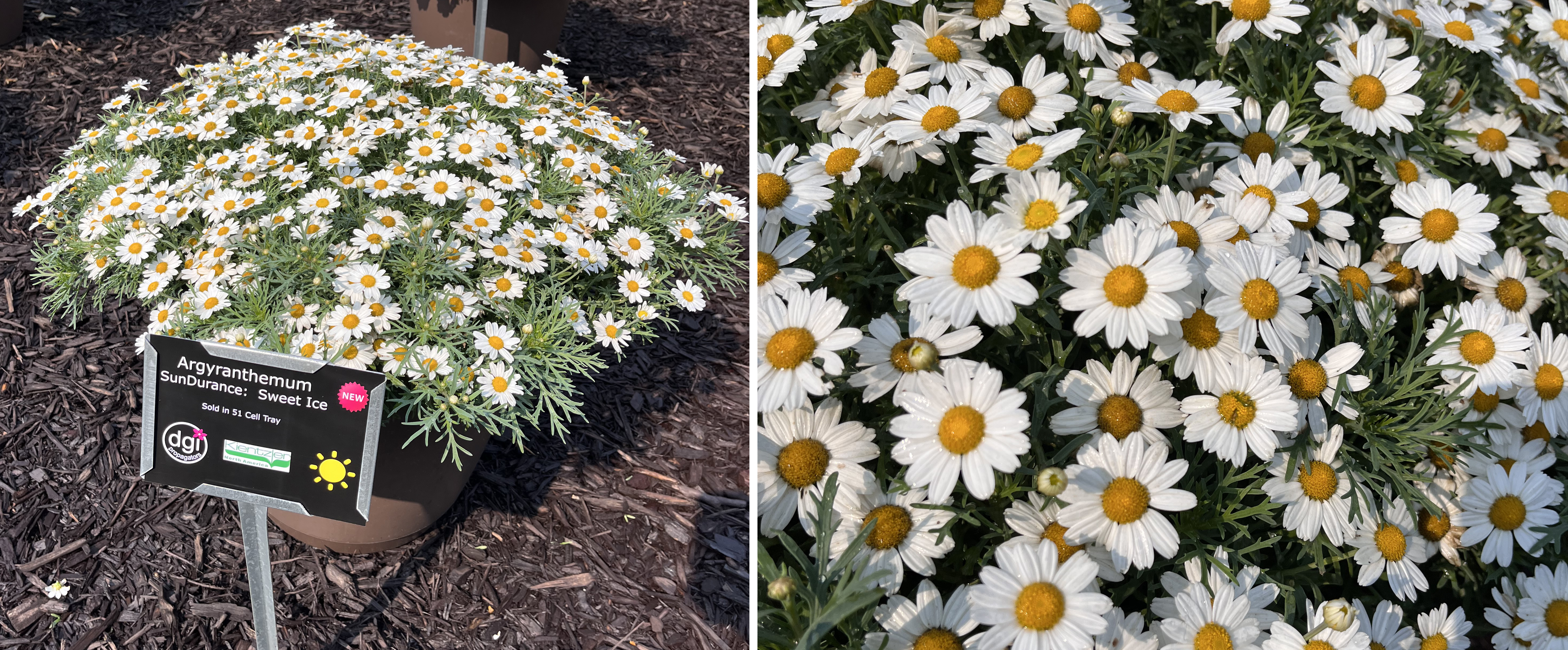 Two views of Argyranthemum ‘SunDurance Sweet Ice.’ The left side shows a rounded container overflowing with small white daisy-like flowers with yellow centers. The right side is a close-up of the blossoms, highlighting their delicate petals and dense growth.